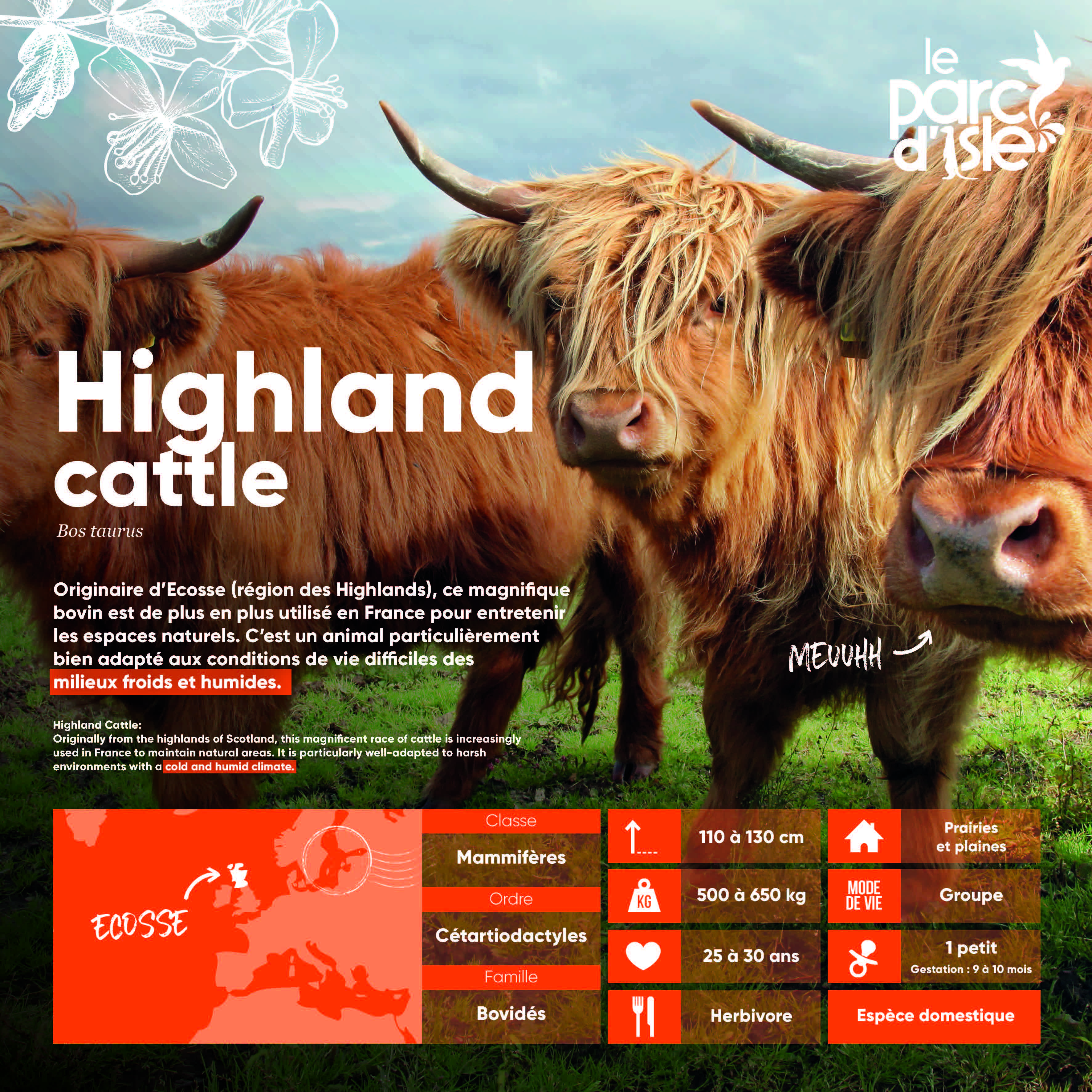 Highland caffle - Agrandir l'image, .JPG 1,24Mo (fenêtre modale)