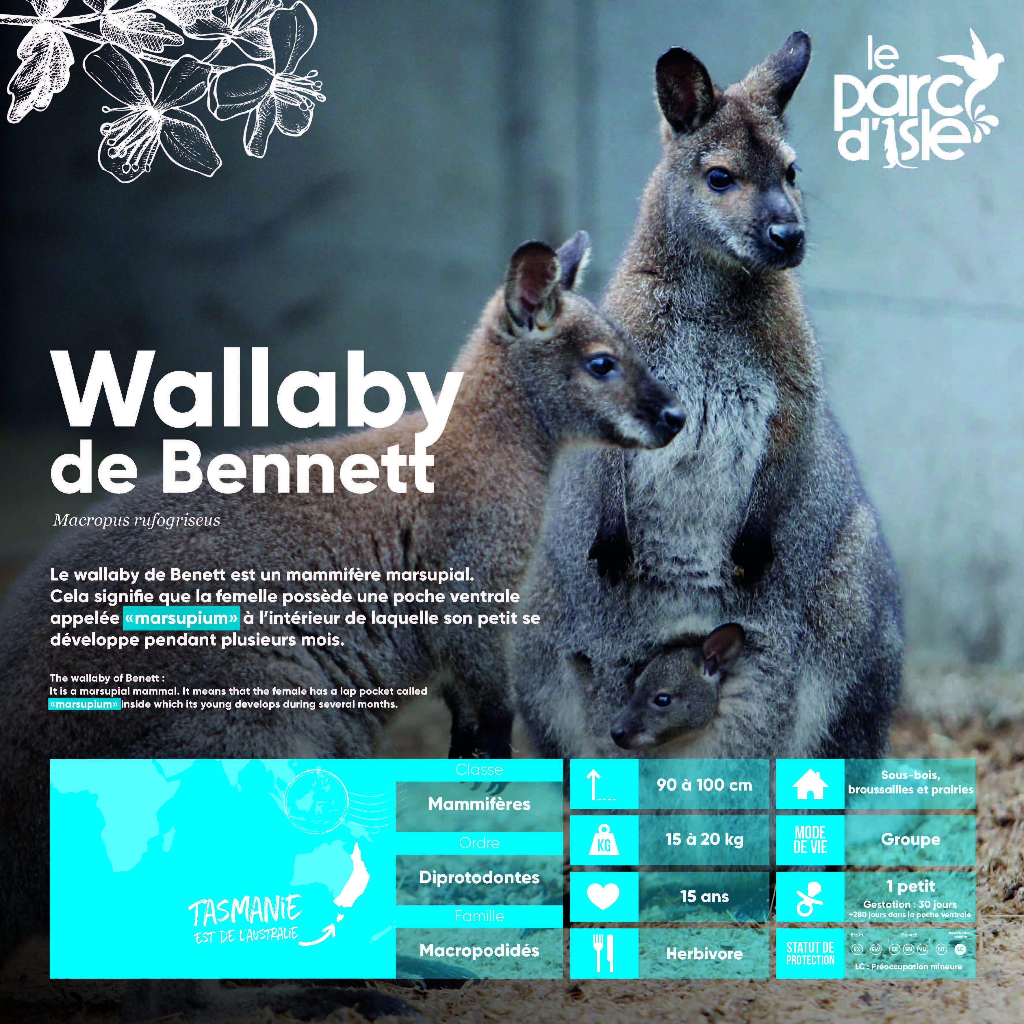 Wallaby de Bennett - Agrandir l'image, .JPG 1,12Mo (fenêtre modale)