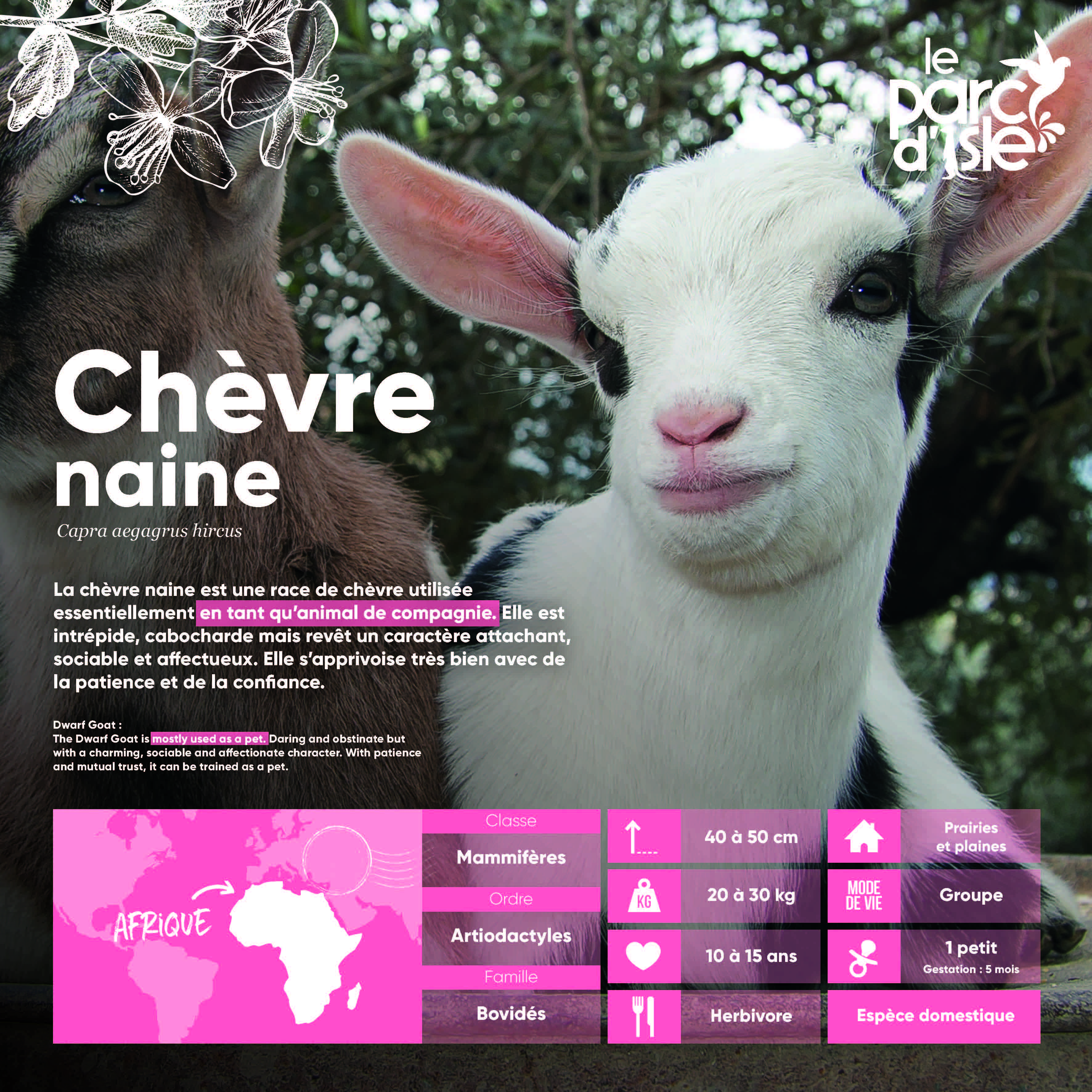 Chèvre naine - Agrandir l'image, .JPG 1,11Mo (fenêtre modale)