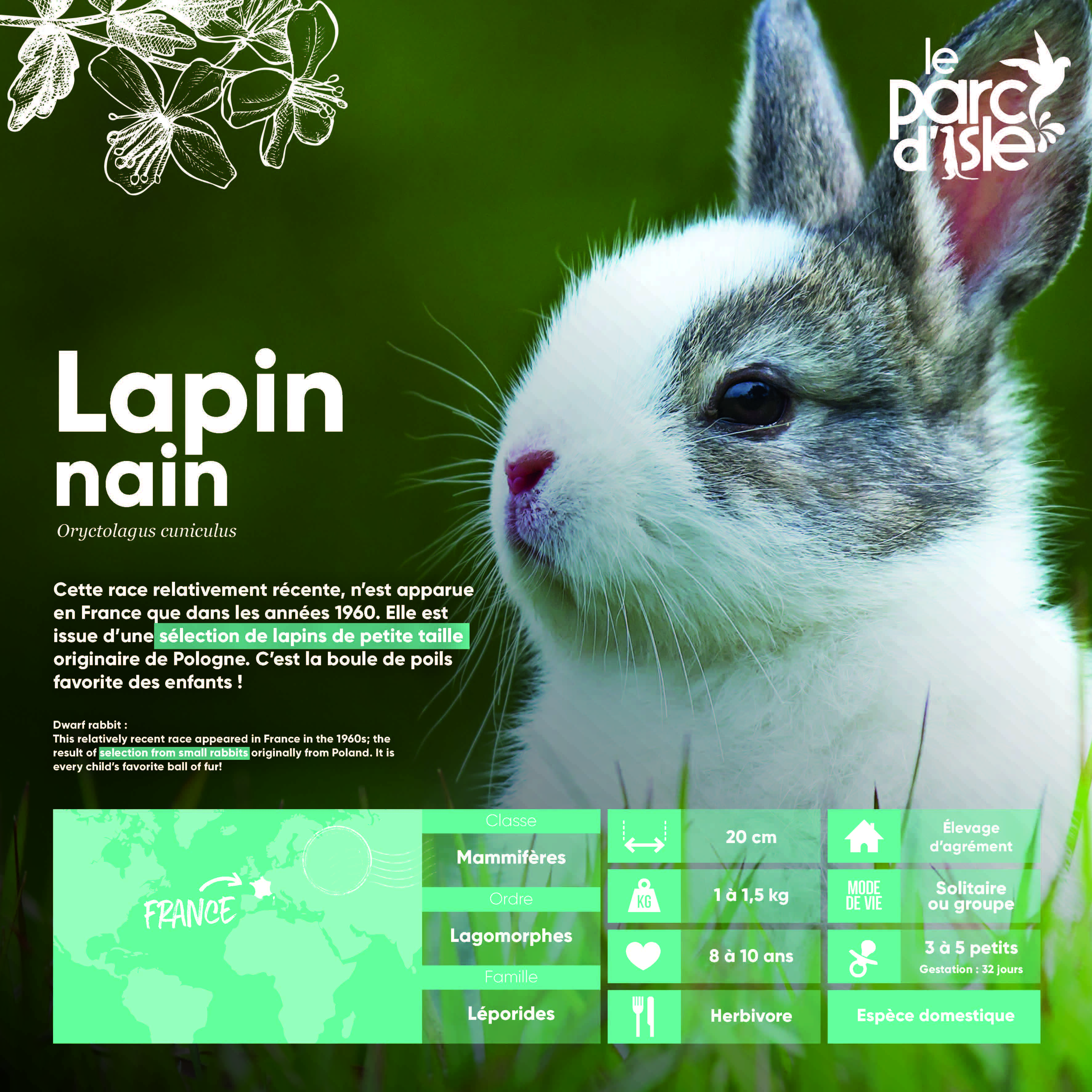 Lapin nain - Agrandir l'image, .JPG 1,00Mo (fenêtre modale)