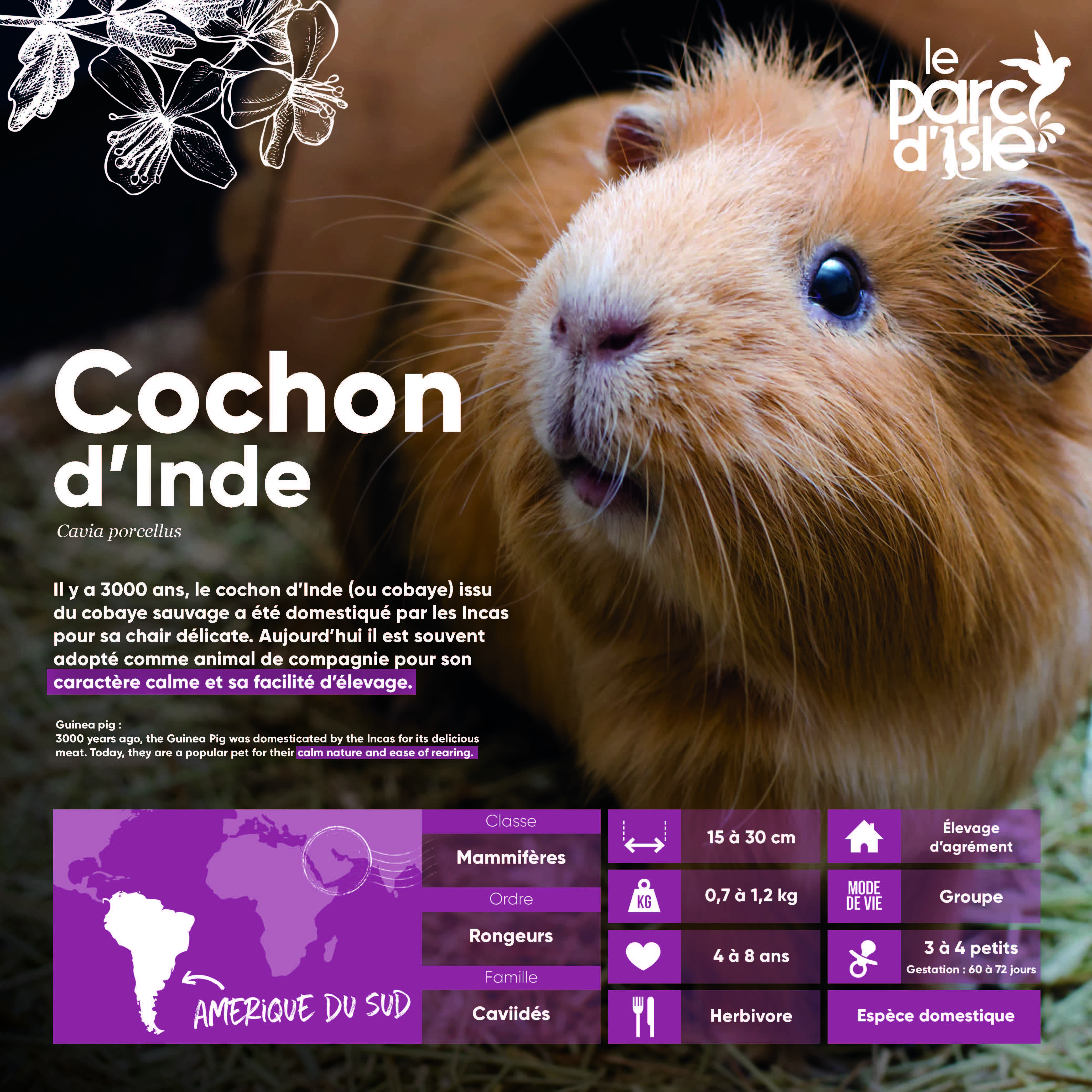 Cochon d'inde - Agrandir l'image, .JPG 1,25Mo (fenêtre modale)