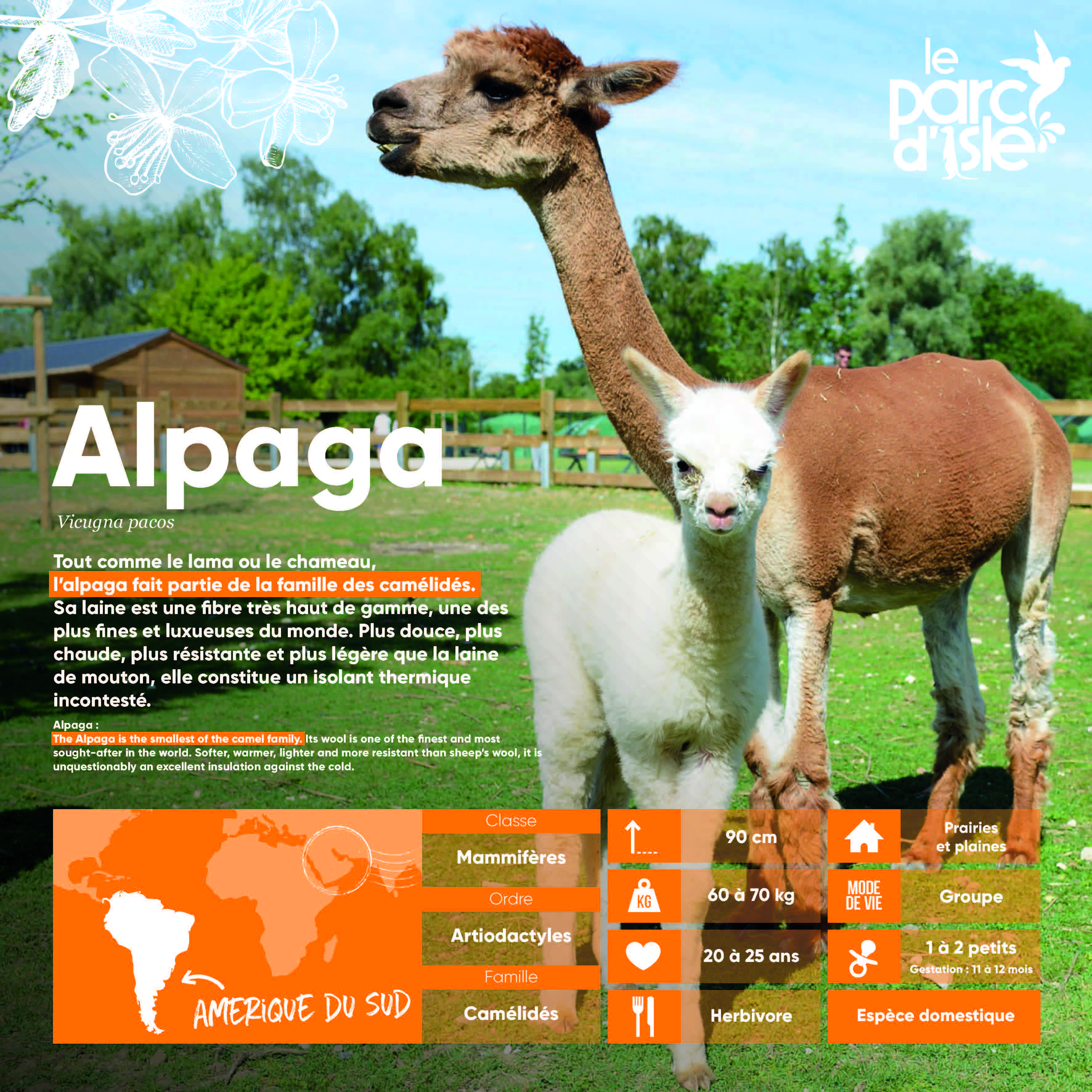 Alpaga - Agrandir l'image, .JPG 1,01Mo (fenêtre modale)