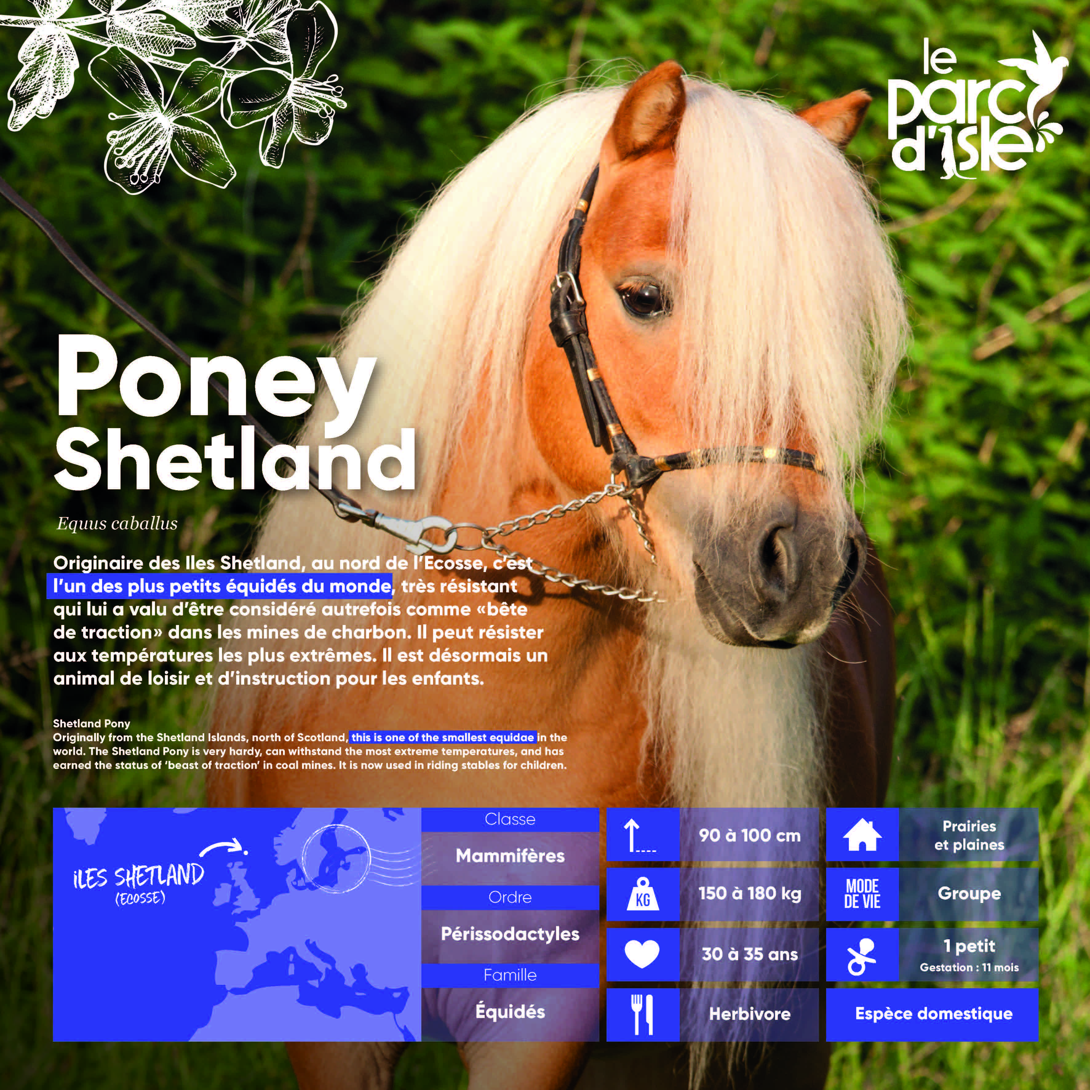 Poney Shetland - Agrandir l'image, .JPG 1,07Mo (fenêtre modale)