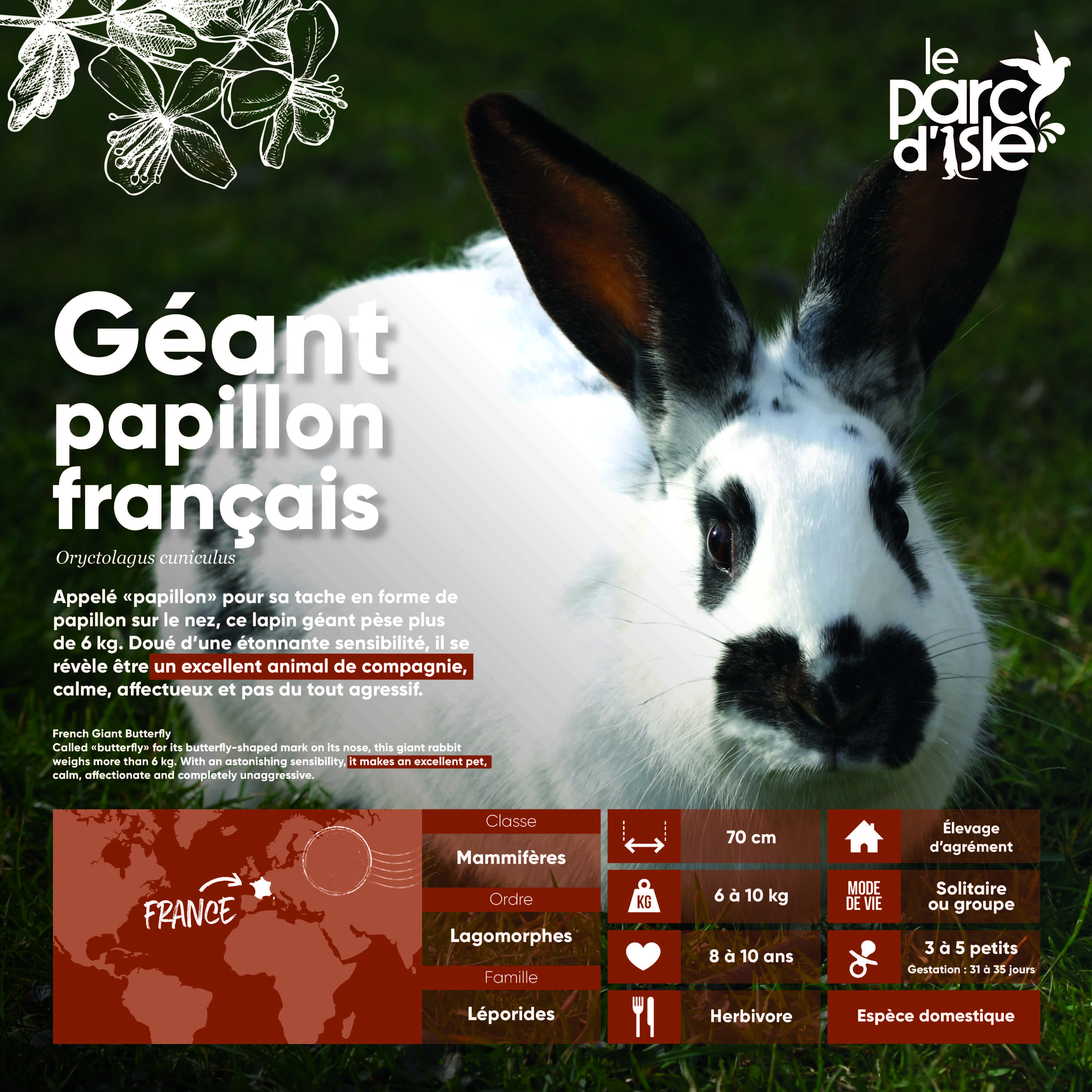 Géant papillon français - Agrandir l'image, .JPG 1,68Mo (fenêtre modale)