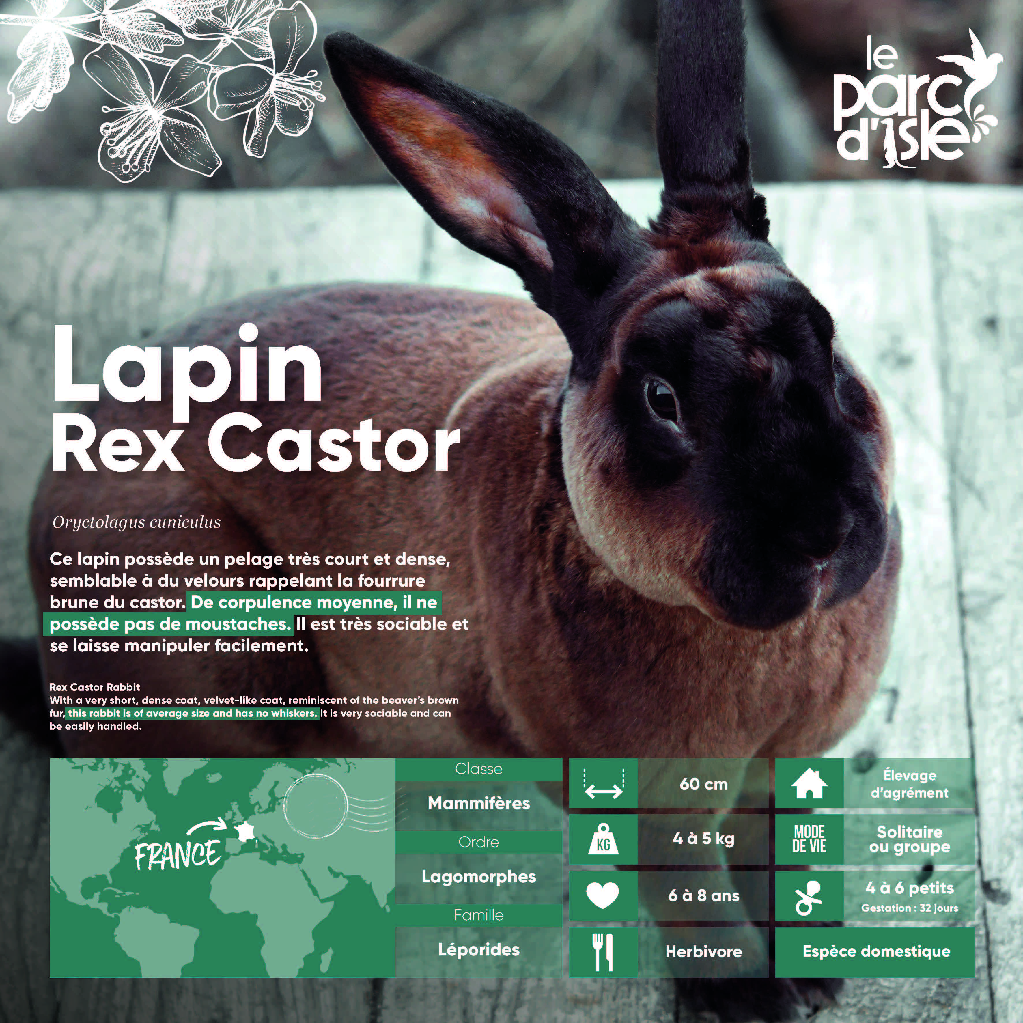 lapin Rex Castor - Agrandir l'image, .JPG 1,00Mo (fenêtre modale)