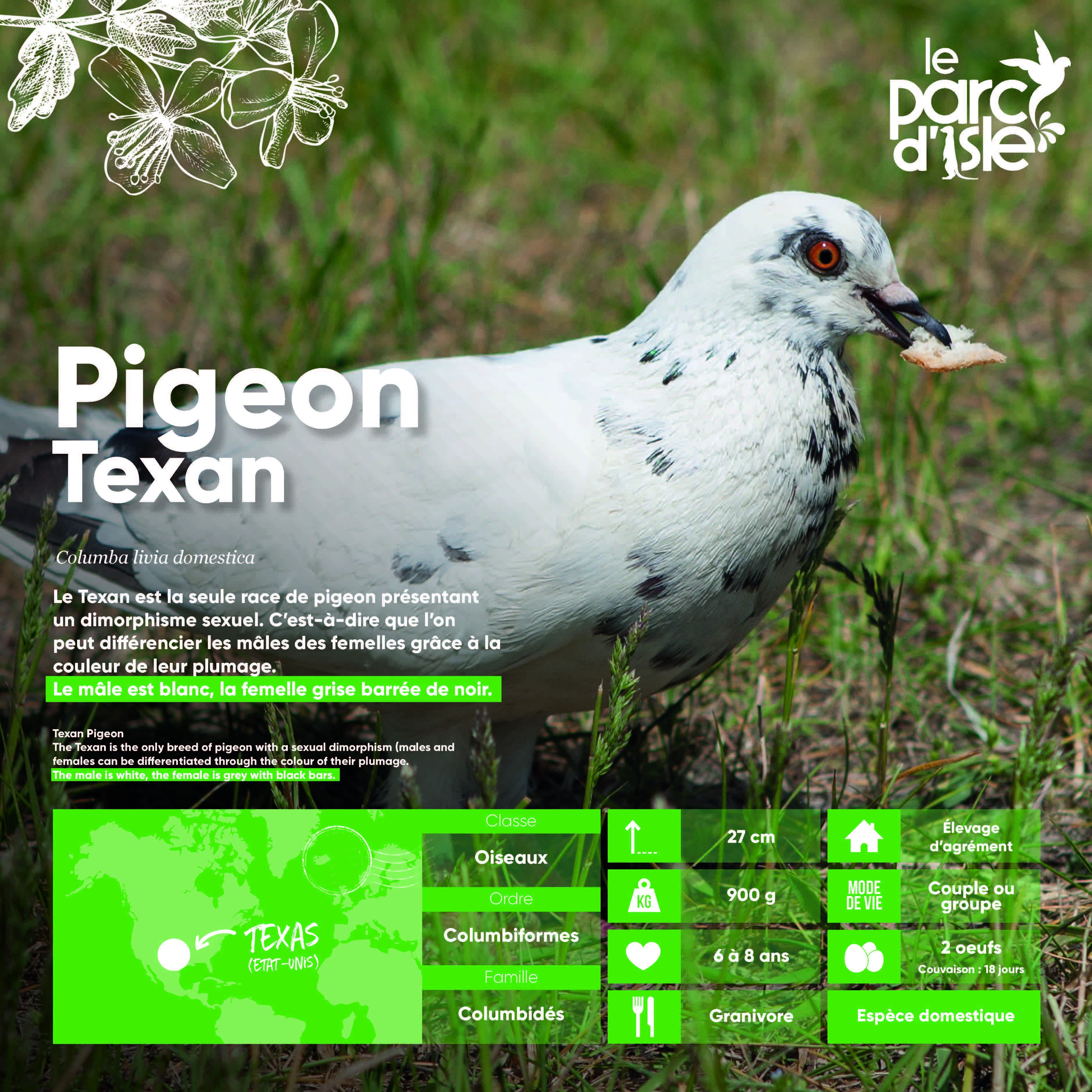 Pigeon Texan - Agrandir l'image, .JPG 1,14Mo (fenêtre modale)