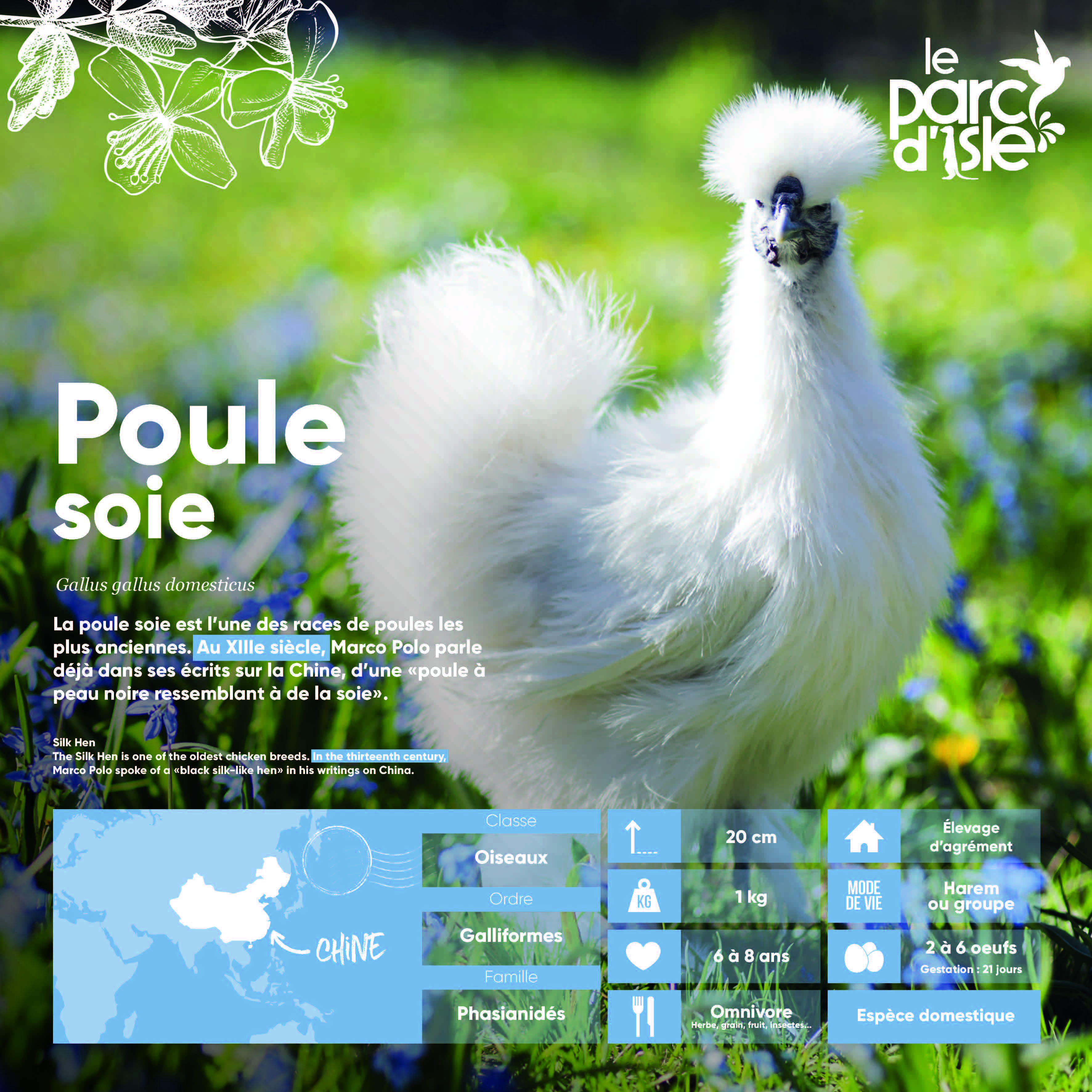 Poule soie - Agrandir l'image, .JPG 874Ko (fenêtre modale)