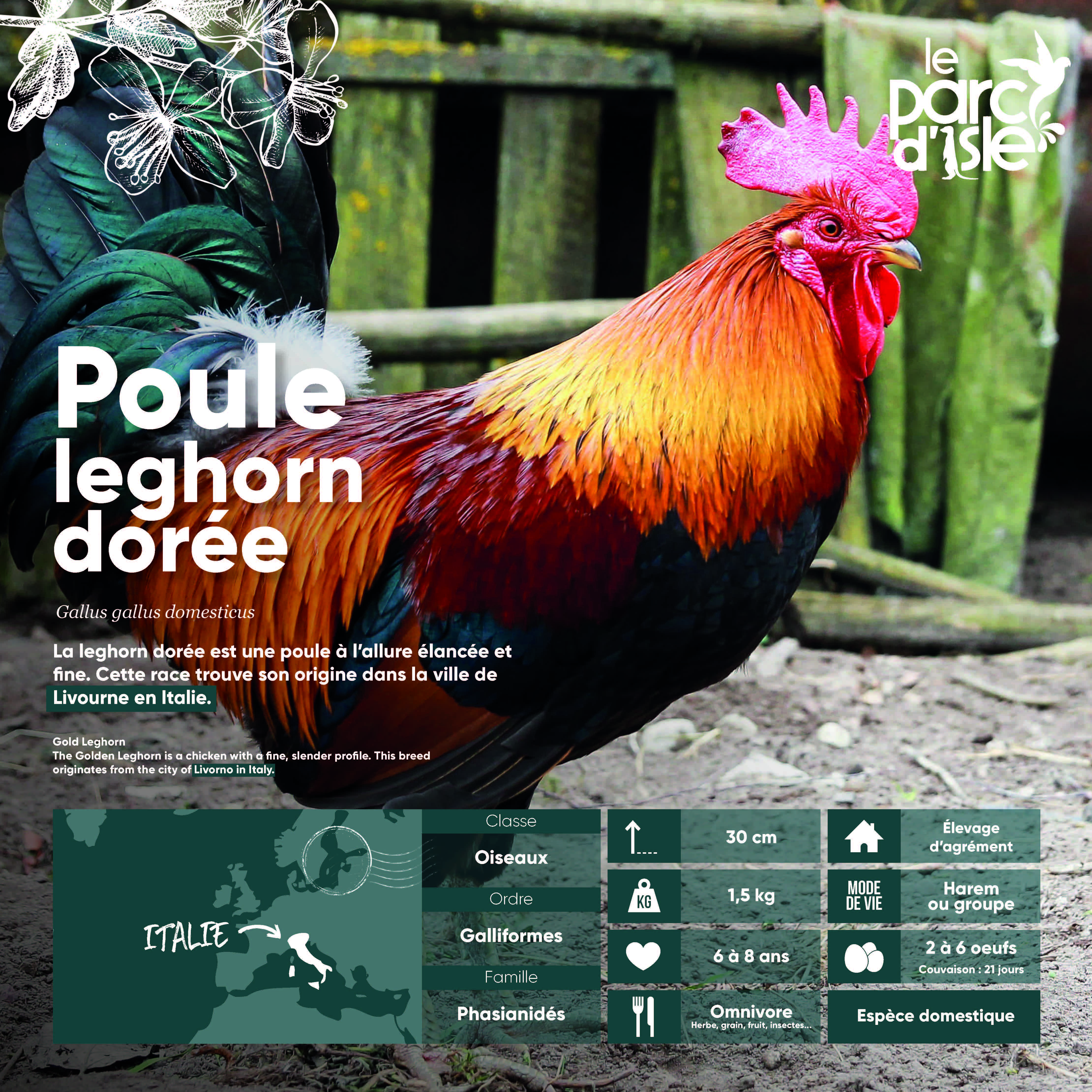 Poule leghorn dorée - Agrandir l'image, .JPG 1,63Mo (fenêtre modale)