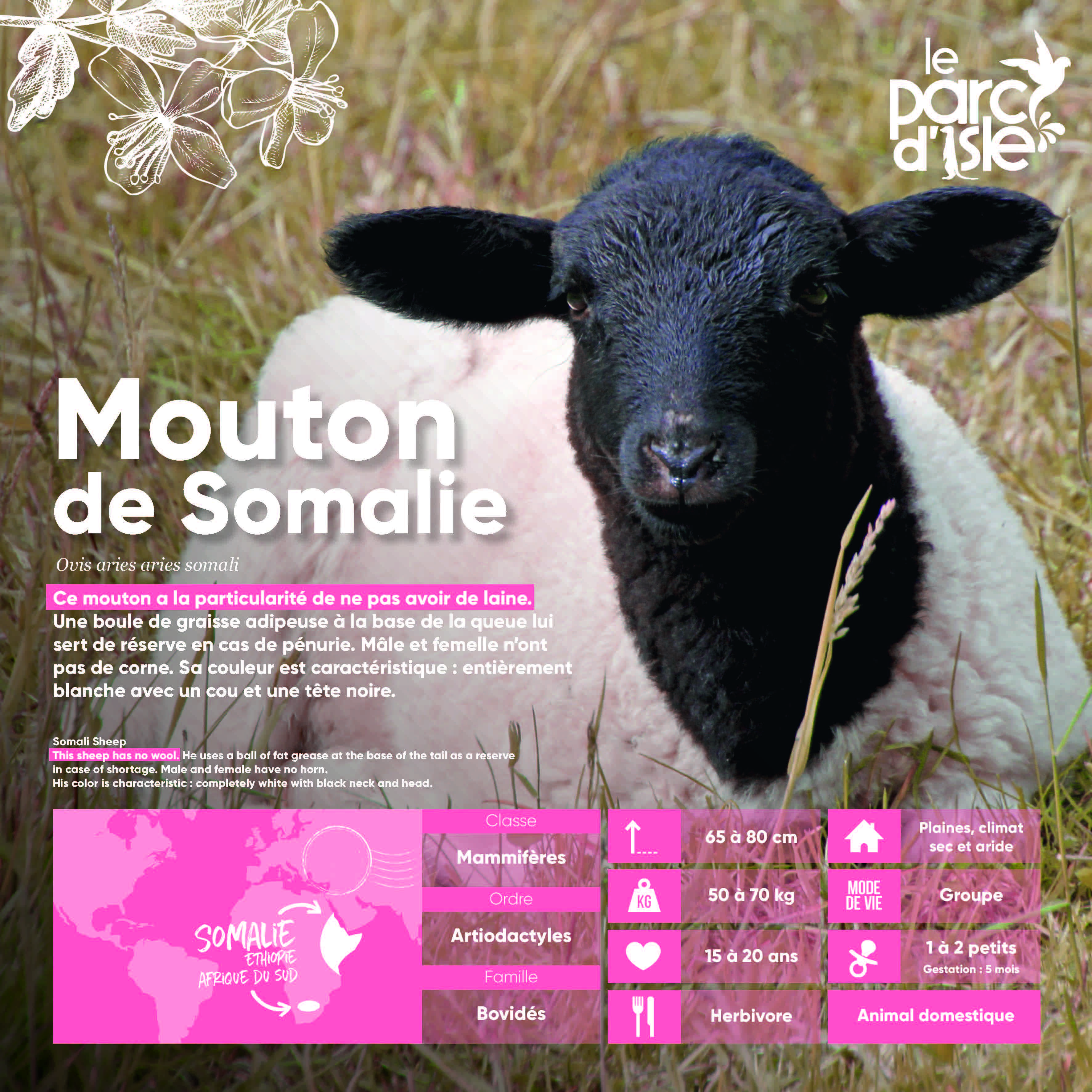 Mouton de Somalie - Agrandir l'image, .JPG 856Ko (fenêtre modale)